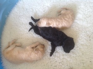 Three week old Standard Poodle puppies. 2 Cream boys one black girl snuggled together.