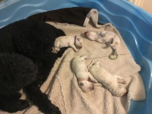 Elan Poodles Standard Poodle Puppies in cream and black available Spring 2019