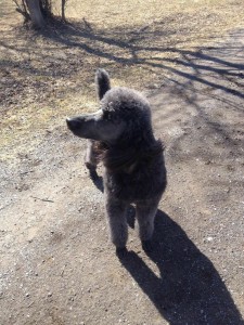 Kingsley is a true blue standard poodle and a perfect gentleman.