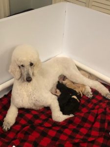 Brand new poodle puppies from show dog 2022