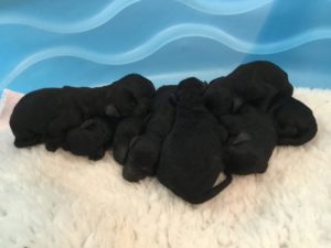 All Black Standard Poodle Puppies