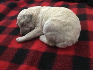 Purebread Standard Poodle Puppy Cream 2019 available