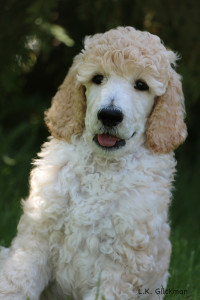 cream standard poodle puppy for sale Laramie
