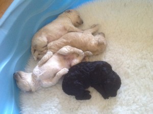 Little cream coloured standard poodle puppy snuggling with his siblings