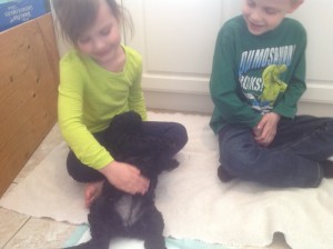 Little girl gives black puppy a belly rub.