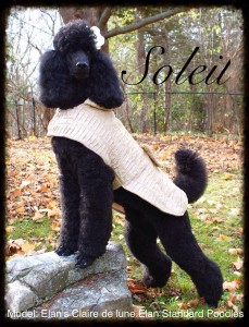 Claire the black standard poodle in a lovely taupe sweater