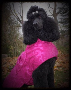 Claire the black standard poodle modeling a gorgeous pink satin coat