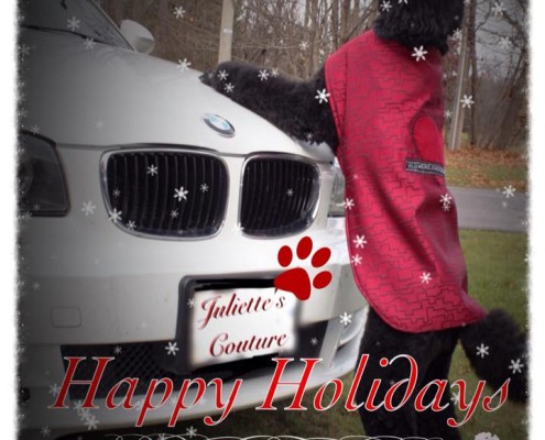 Claire the black standard poodle modeling a red fleece coat