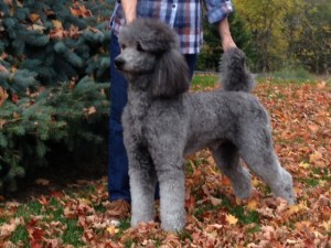 A silver standard poodle