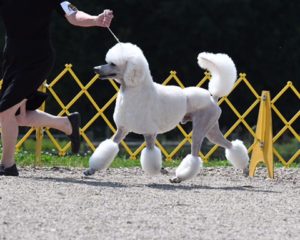 Standard Poodle Champion Male for Breeding