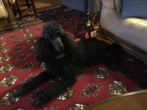 Standard Poodle Puppies expected March 2018, black standard poodle pregant