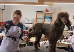 Callie chocolate standard poodle being groomed