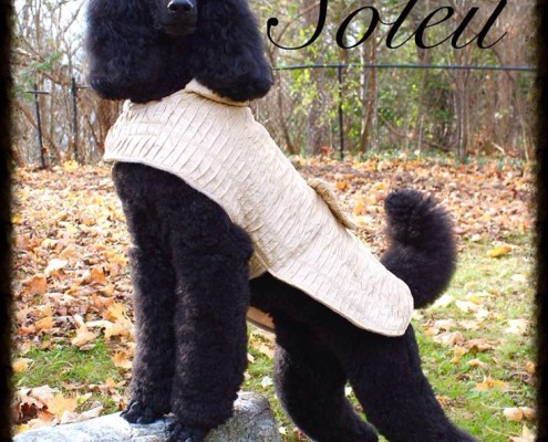 Claire the black standard poodle in a lovely taupe sweater