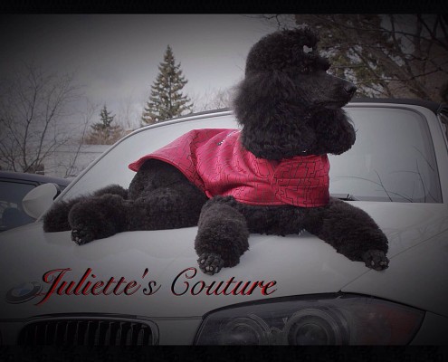 Claire the black standard poodle lounging in her fine pink coat