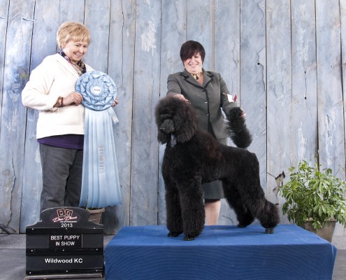 black standard poodle winning a prize