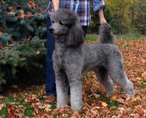 A silver standard poodle